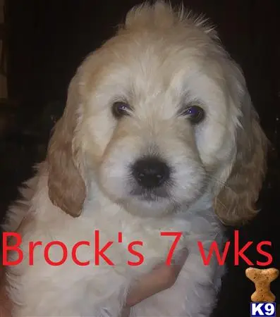 Goldendoodles puppy for sale