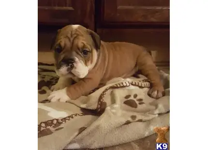 English Bulldog