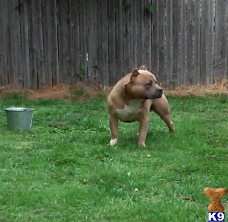 American Bully stud dog