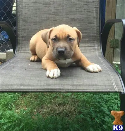 American Bully puppy for sale