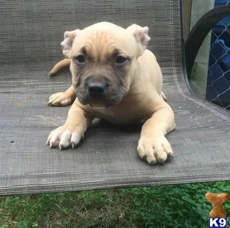 American Bully puppy for sale