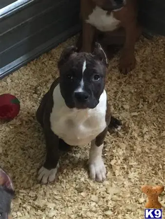 American Bully puppy for sale