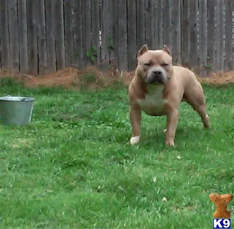 American Bully stud dog