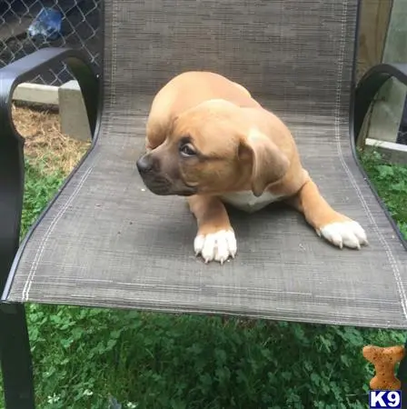 American Bully puppy for sale