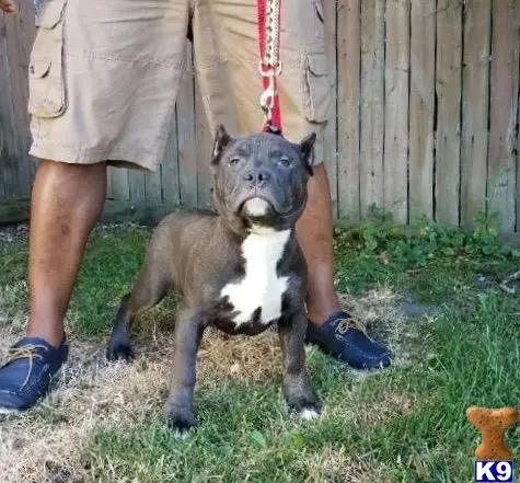 American Bully puppy for sale