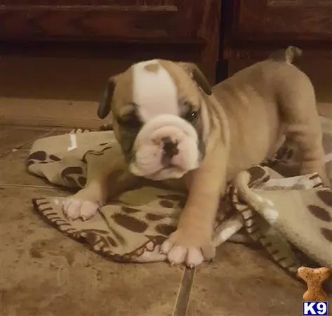 English Bulldog puppy for sale