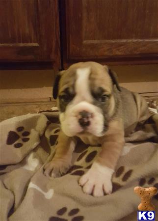 a english bulldog dog lying on a bed
