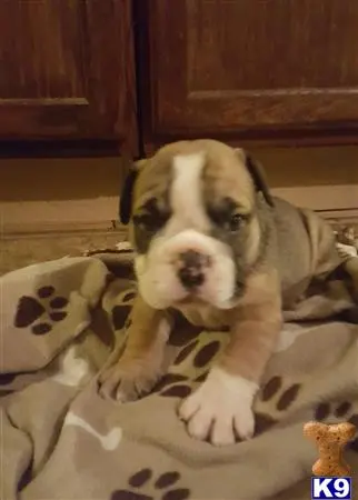 English Bulldog puppy for sale