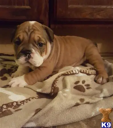 English Bulldog puppy for sale