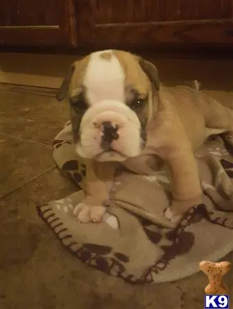 English Bulldog puppy for sale