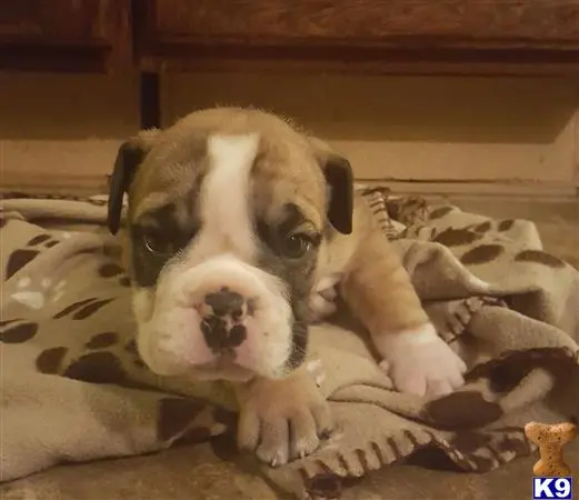 English Bulldog puppy for sale