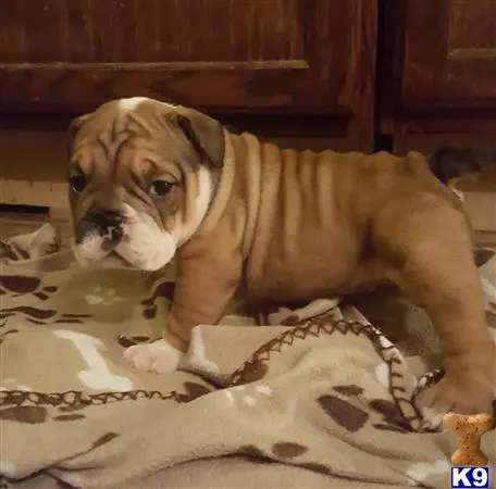 English Bulldog puppy for sale