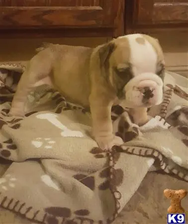 English Bulldog puppy for sale