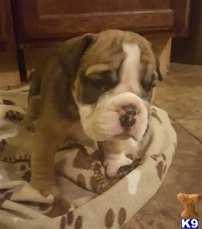 English Bulldog puppy for sale