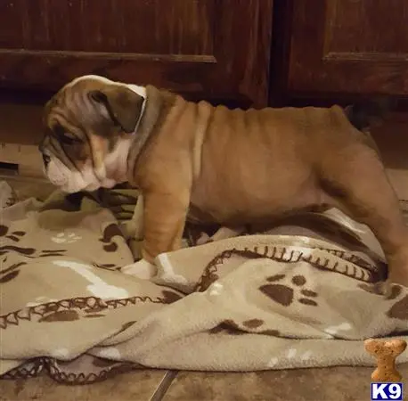 English Bulldog puppy for sale