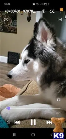 Siberian Husky