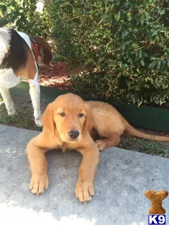 Golden Retriever female dog