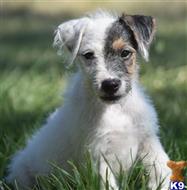 jack russell terrier puppy posted by wendoverterriers