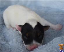 jack russell terrier puppy posted by wendoverterriers