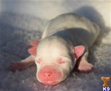 jack russell terrier puppy posted by wendoverterriers