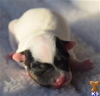 jack russell terrier puppy posted by wendoverterriers