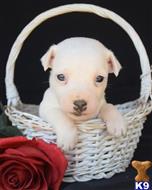 jack russell terrier puppy posted by wendoverterriers