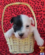 jack russell terrier puppy posted by wendoverterriers