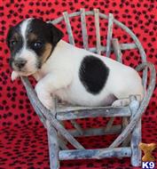 jack russell terrier puppy posted by wendoverterriers