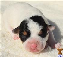 jack russell terrier puppy posted by wendoverterriers
