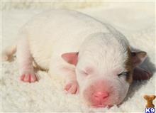 jack russell terrier puppy posted by wendoverterriers