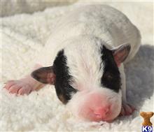 jack russell terrier puppy posted by wendoverterriers