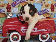 jack russell terrier puppy posted by wendoverterriers