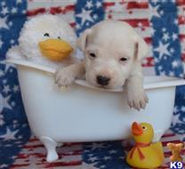jack russell terrier puppy posted by wendoverterriers