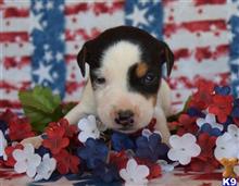 jack russell terrier puppy posted by wendoverterriers