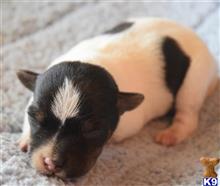 jack russell terrier puppy posted by wendoverterriers