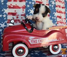 jack russell terrier puppy posted by wendoverterriers