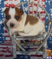 jack russell terrier puppy posted by wendoverterriers