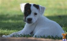 jack russell terrier puppy posted by wendoverterriers