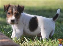 jack russell terrier puppy posted by wendoverterriers