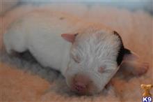 jack russell terrier puppy posted by wendoverterriers