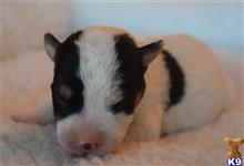 jack russell terrier puppy posted by wendoverterriers
