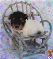 jack russell terrier puppy posted by wendoverterriers