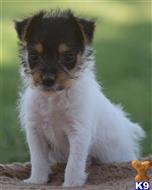jack russell terrier puppy posted by wendoverterriers