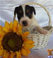 jack russell terrier puppy posted by wendoverterriers