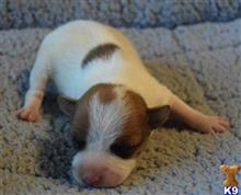 jack russell terrier puppy posted by wendoverterriers