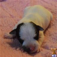 jack russell terrier puppy posted by wendoverterriers