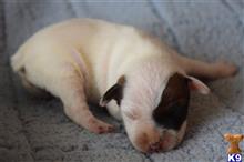jack russell terrier puppy posted by wendoverterriers