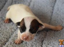 jack russell terrier puppy posted by wendoverterriers