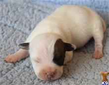 jack russell terrier puppy posted by wendoverterriers