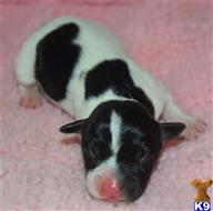 jack russell terrier puppy posted by wendoverterriers